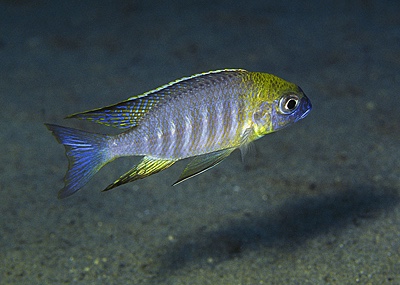 Lethrinops sp. 'nyassae' Chiloelo